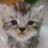 Minidoracat